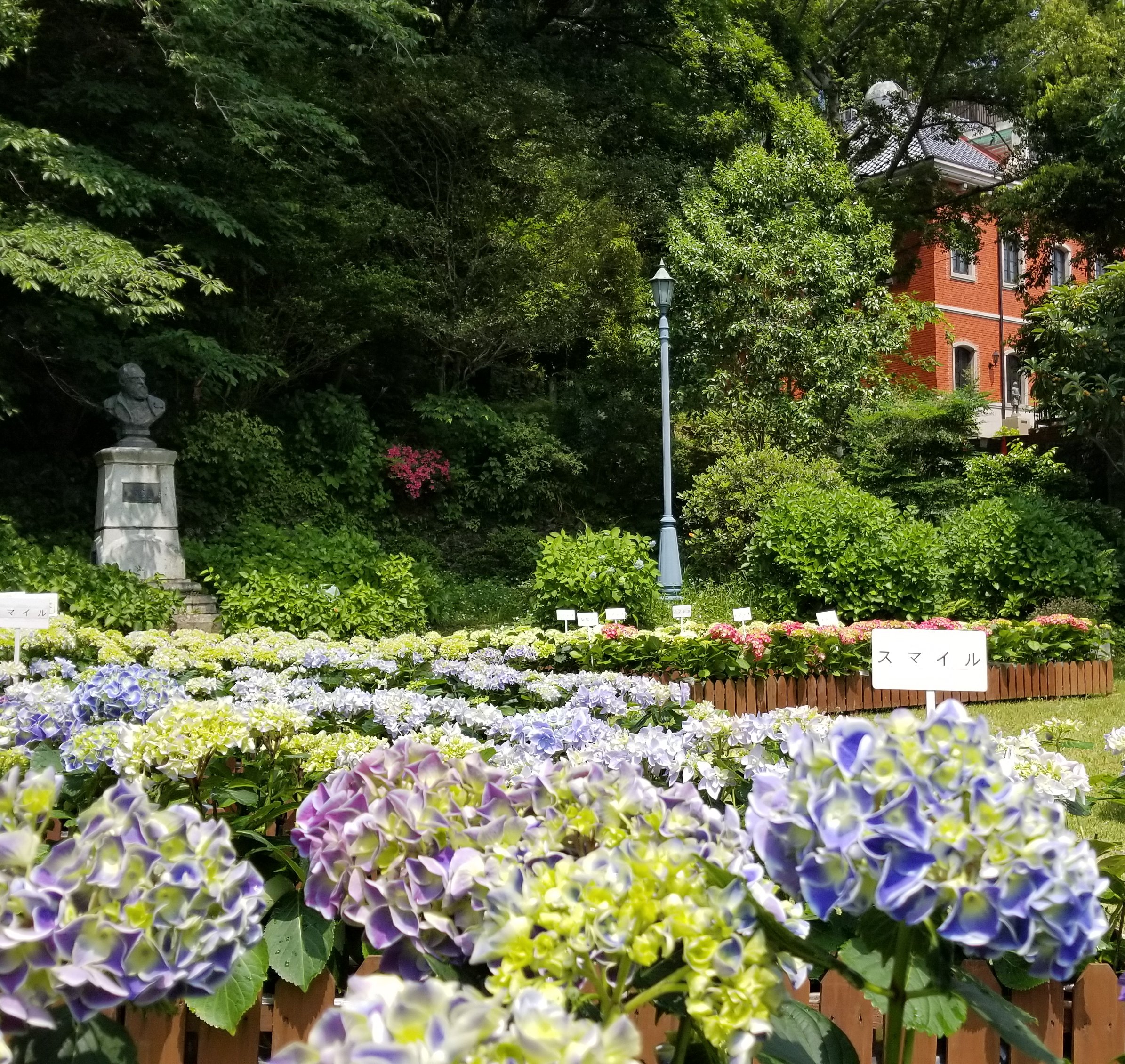 長崎市文化財課 紫陽花 が咲く時期になりました 本日より6月中旬ころまで 鉢植えの紫陽花が飾られています お出かけください シーボルト宅跡 T Co Wltuw4rnup シーボルト記念館 T Co Pupuol3pqb T Co Euy8nmdr9q Twitter