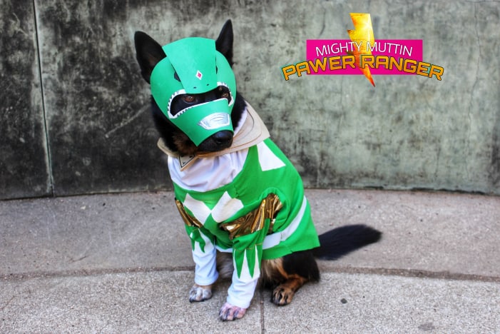 providore dog food online