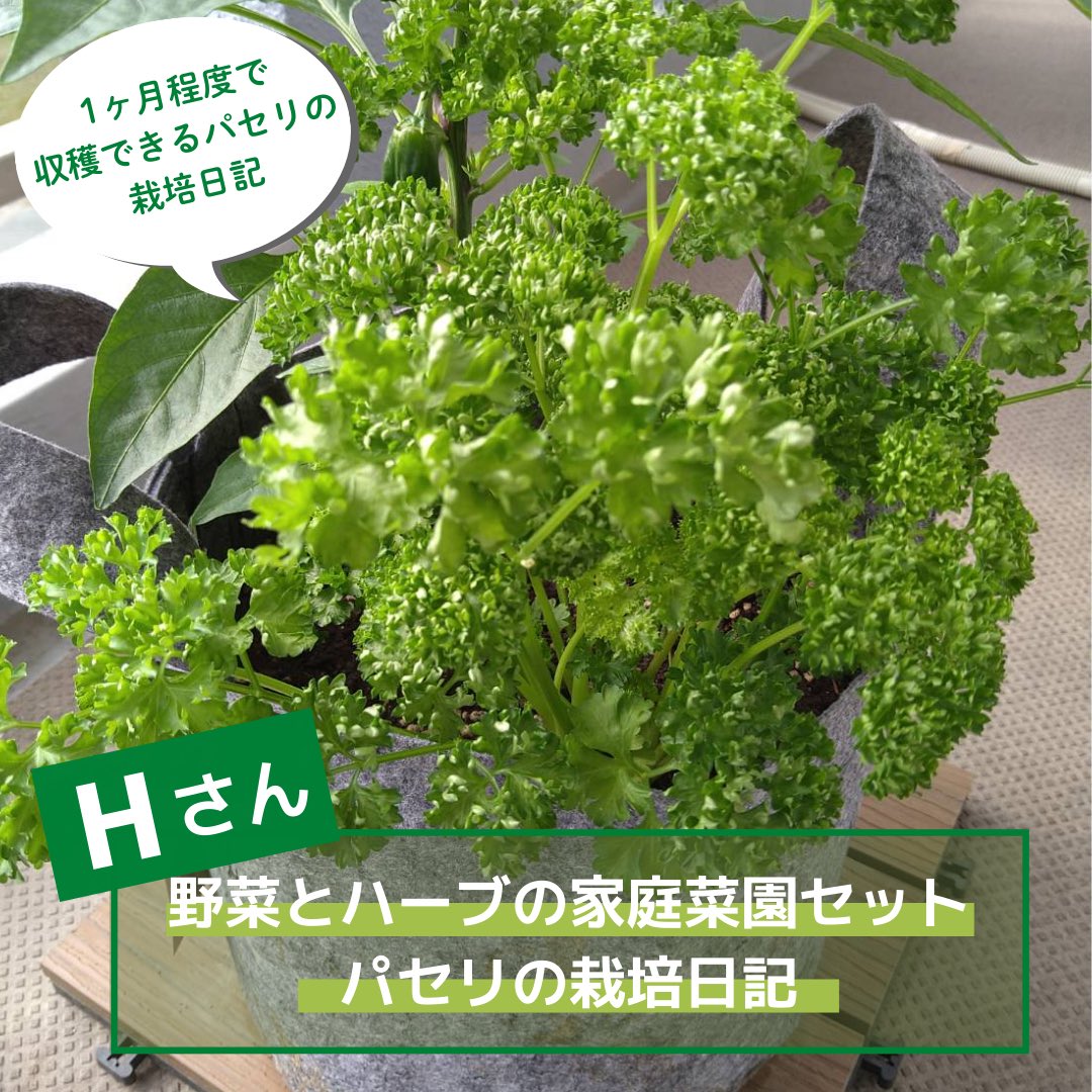 ｏａｔアグリオ株式会社 ˏˋパセリの栽培日記ˎˊ 野菜とハーブの家庭菜園セット 今回は育て始めて1か月以内に収穫ができるパセリです 世界で一番料理に利用されているハーブなんです 老化予防のための ビタミンace がたっぷり パセリ 家庭