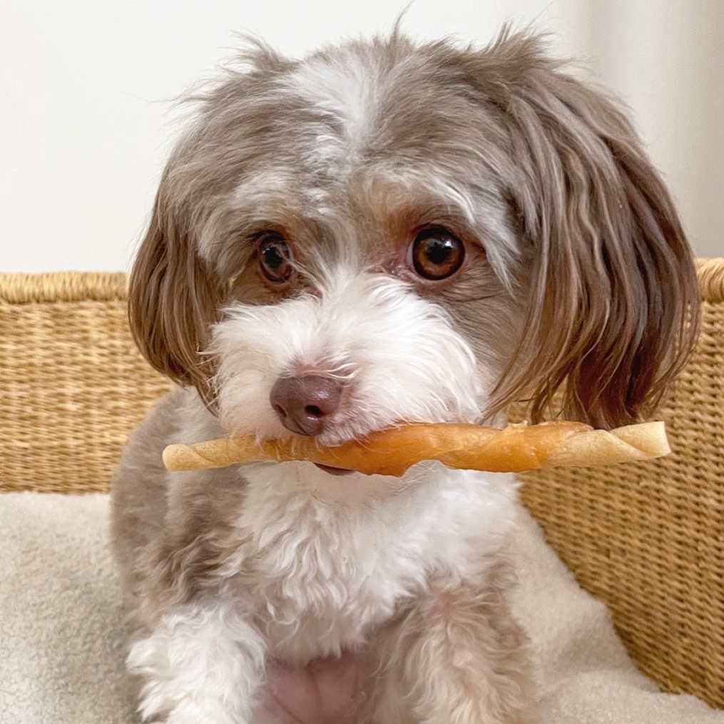 wowiedogs's tweet photo. This is adorable Josie, the mini Aussiedoodle who lives in Long Island with her brother, Jax the Havanese. 🐶 🐶 Josie is very torn . . . she has a treat, but Jax has one too and she really wants both! What to do??  What to do?? 🍗🍗

📷 photocreds: @josie.miniaussiedoodle https://t.co/wJrh9u8Y7u
