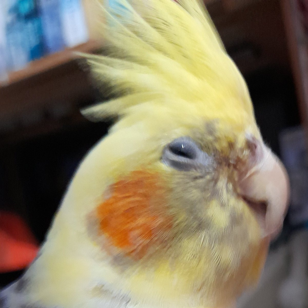I was in shock when news reached me of this photo. My darling, Zac, caught me mid sneeze. Oh my! This really is embarrassing…