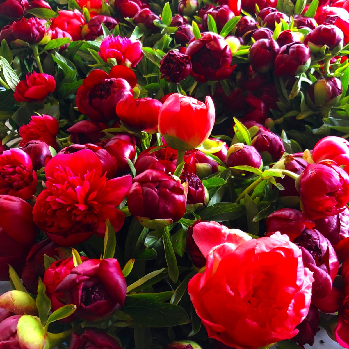 Charter Hotel Seattle, Curio Collection tweet media