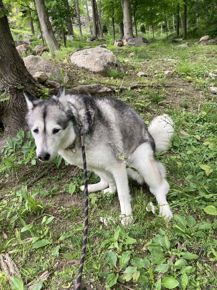 Apieceofheaven's tweet photo. When nature calls … you gotta stop and go #husky #NaturePhotography #naturelovers #dogsoftwitter #dogsoftwitter https://t.co/nGu3C6bWST
