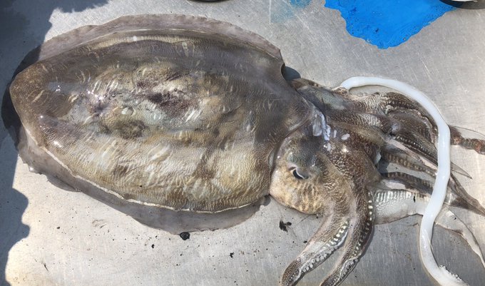 本日の釣果
1.12キロのモンゴウイカ🦑 