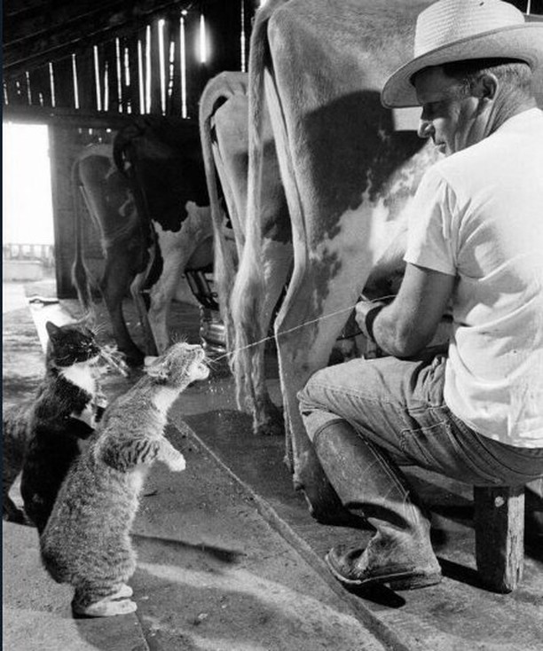 historydefined's tweet photo. Cats catching squirts of milk during milking at a dairy farm in California, 1954 https://t.co/5OFDnJDS2D