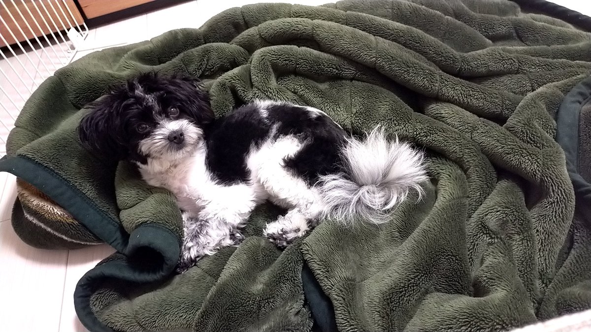 飲み会から帰ってこないパパ待ちいぬ