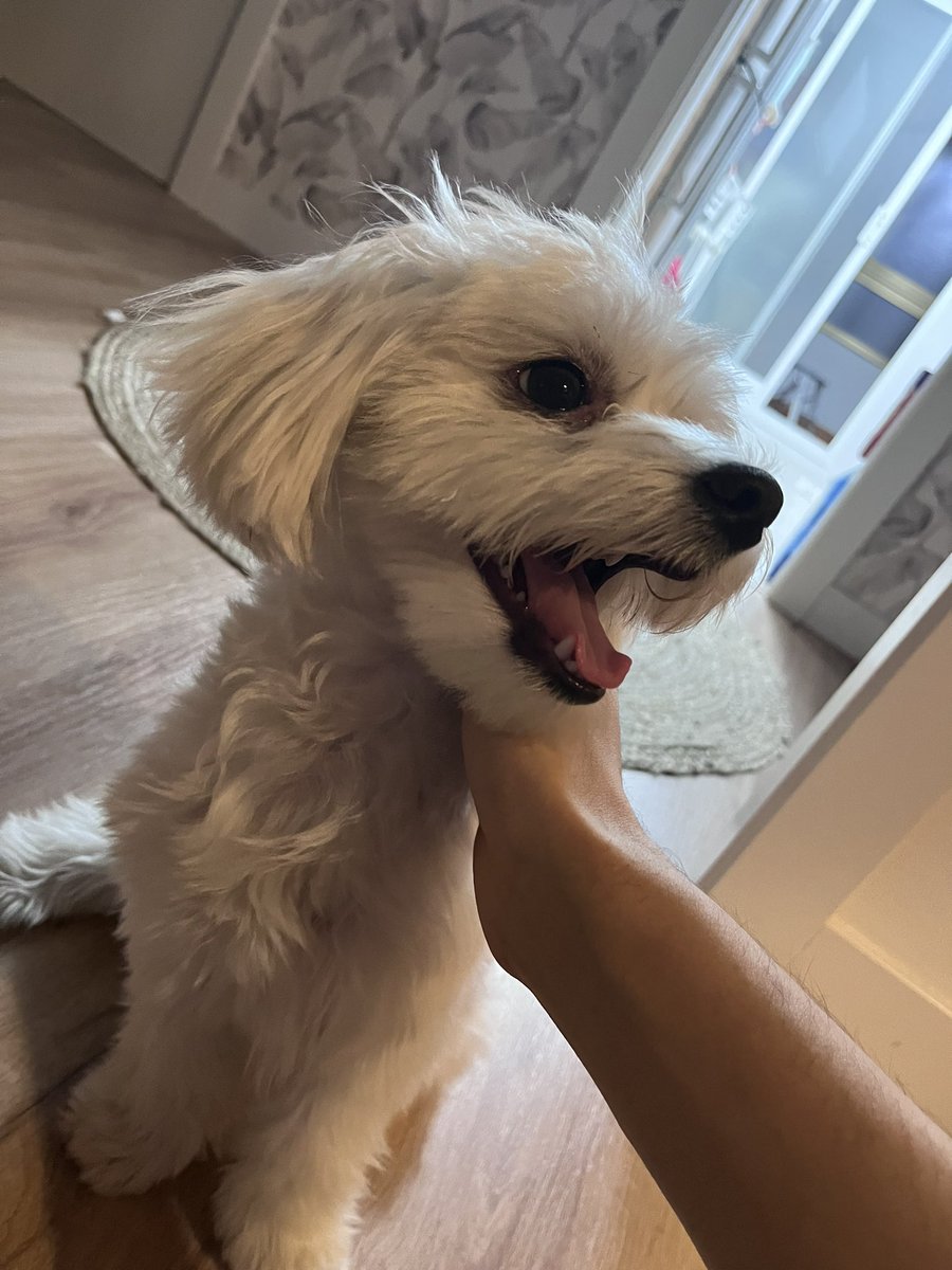 ivixikito's tweet photo. Fotitos de yuki para alegraros el dia 🥰 https://t.co/fp0DfSWrB0