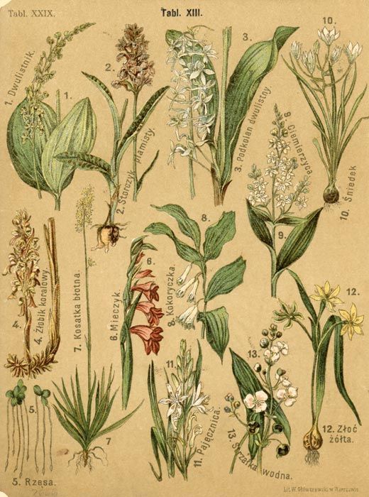 nymphaeria's tweet photo. botanical journals. https://t.co/X5dapJRxJ2