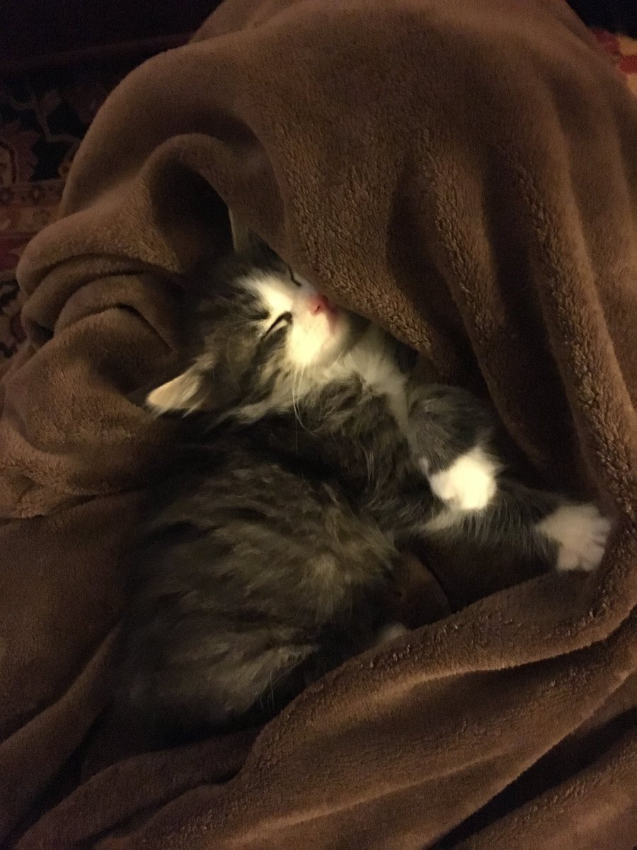 far🐱🌨👩🍳🍻🧶🧘♀️ tweet media