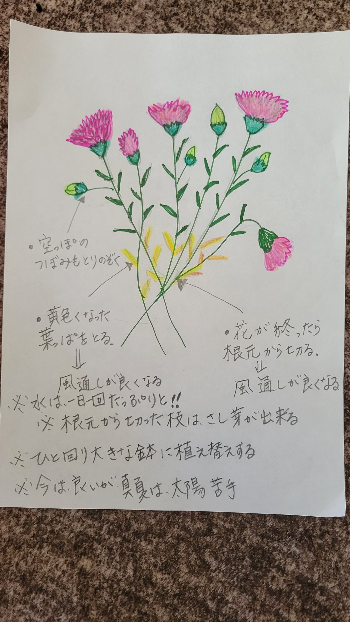 じゅんこ 母の日等々頂いたカーネーションや花を長持ちさせるコツと初夏の準備 皆さんも知っておられるかもですが 人手間かけたら秋に又花芽が付きます カーネーション 花のある生活 切り戻し 挿芽 T Co 3cdjy6w8ei Twitter