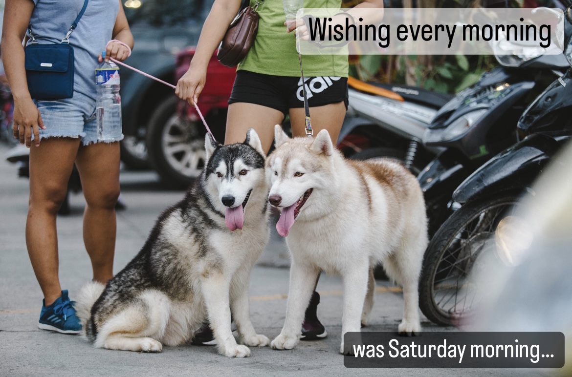 HattonPortrait's tweet image. Wish every morning was Saturday morning? I'm with you! Oh, how great life would be... and our furry friends would probably think so too. Woof! Some pet parents only get to spend quality time with our furry friends over the weekend. How do you like to spend your Saturday mornings?