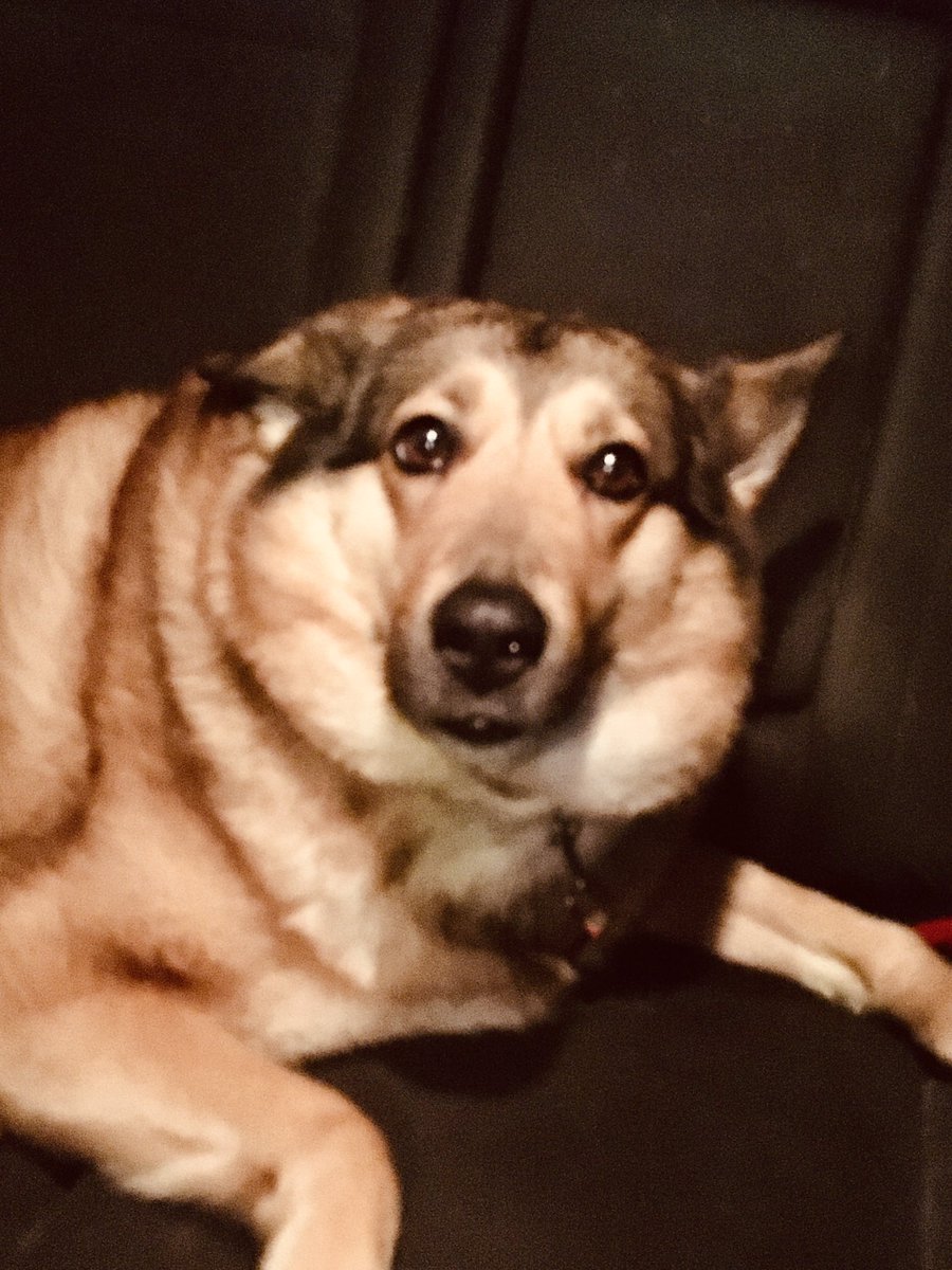 Sad puppy girl… missing her boy…😞🐶