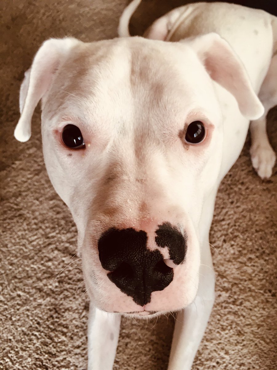 Sad puppy boy…. Don’t go momma… 🐶😞