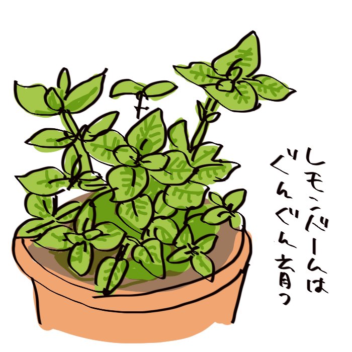 【絵日記】レモンバームの使い道https://t.co/xhuOCvSdiO 