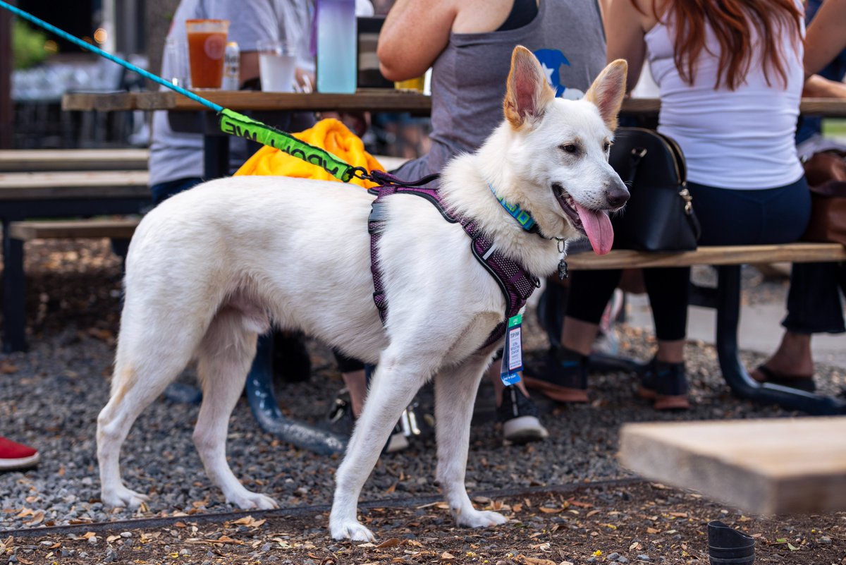 🐶 With over $60,000 raised to help rescued dogs in the #Houston area find new homes, we are happy to report that the second annual <a href="/LolasLuckyDay/">Lola's Lucky Day</a> event at <a href="/FMkitchenandbar/">fmkitchenandbar</a> was quite the success. 

(1/3)