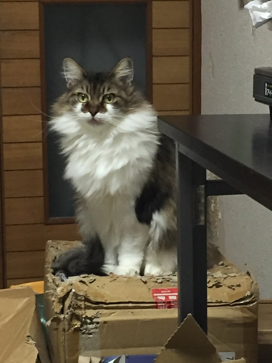 長毛の大型猫ですので目立ちます。しっぽも太くて大きい。
性別　メス（避妊済み）
色　　ブラウンマッカレルタビー&amp;ホワイト
首輪無し　マイクロチップ無し
※滅多に鳴きません
情報をお願い致します。
＃拡散希望
＃迷い猫　＃迷子猫　＃長毛猫　＃大型猫　＃世田谷区深沢
＃世田谷区等々力