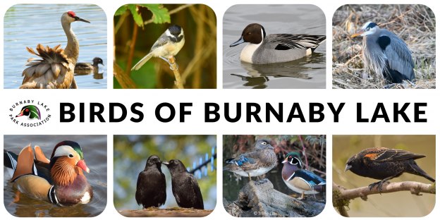 Join us @BurnabyLakePark this Sunday and discover the Birds of Burnaby Lake! I'm co-leading two, free outings this Sunday, as part of @VanBirdCeleb. Everyone welcome. Learn more & register: burnabylakepark.ca/events/event/b… #VANBirdParty
