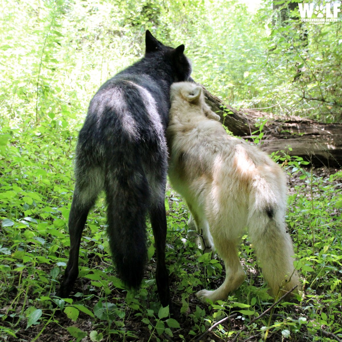 Wolves stick together 🐺