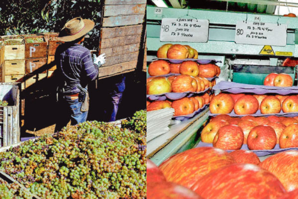 DFinanciero's tweet photo. #LoMásLeído | Informe de EEUU alerta que frutas emblemáticas chilenas pierden terreno por sequía y nuevos cultivos https://t.co/PBgfmnU93l. https://t.co/CNtig9Tagx