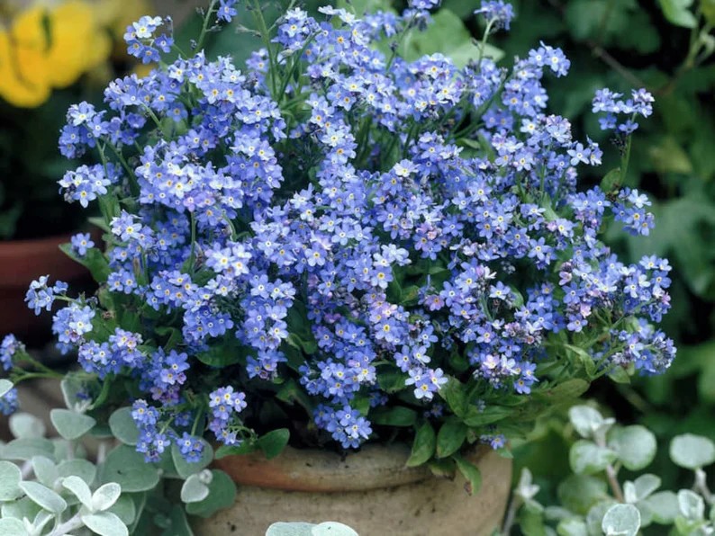 gransgardenseed's tweet photo. Blue #ForgetMeNotFlower Seeds, #GroundCover, Container Gardening, Cottage Gardens, Attracts Butterflies, Beautiful Blue River Ground Cover, https://t.co/JFNp4ZNLDc https://t.co/0TLhIj84Lt