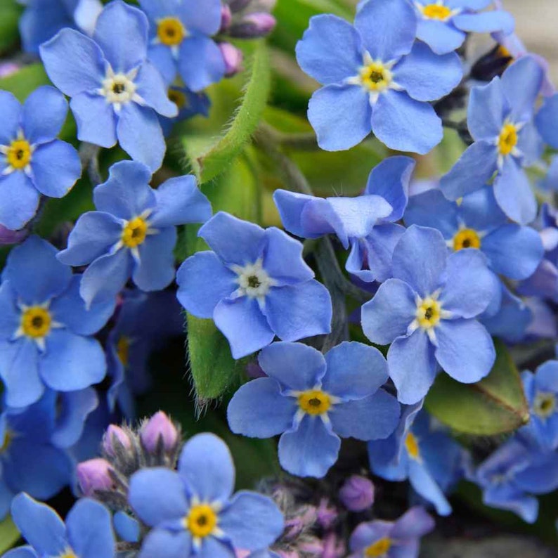 gransgardenseed's tweet photo. Blue #ForgetMeNotFlower Seeds, #GroundCover, Container Gardening, Cottage Gardens, Attracts Butterflies, Beautiful Blue River Ground Cover, https://t.co/JFNp4ZNLDc https://t.co/0TLhIj84Lt