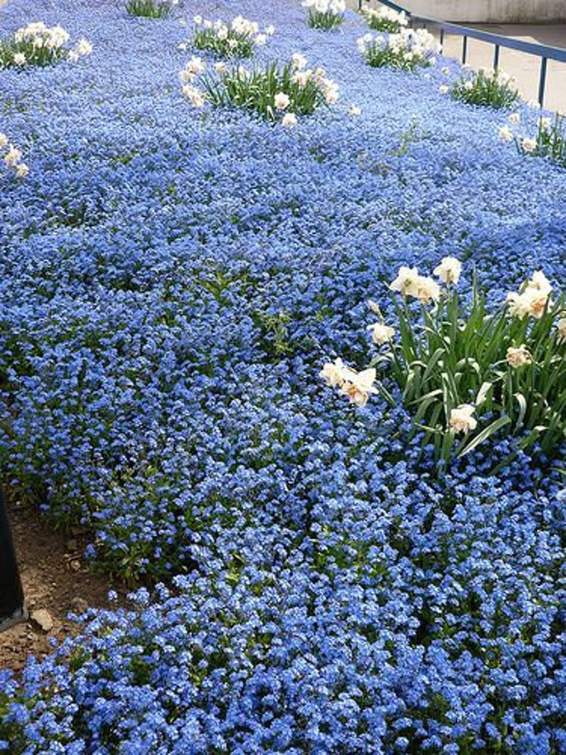gransgardenseed's tweet photo. Blue #ForgetMeNotFlower Seeds, #GroundCover, Container Gardening, Cottage Gardens, Attracts Butterflies, Beautiful Blue River Ground Cover, https://t.co/JFNp4ZNLDc https://t.co/0TLhIj84Lt