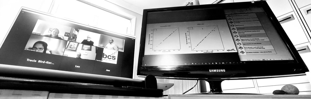 Just a casual morning session with the #mlpproject site managers and the @AGBU_GENE peeps looking at fun data... yeah, ok, we're nerds!

(Missing you @bron_clarke!)
#amsea #sireevaluation