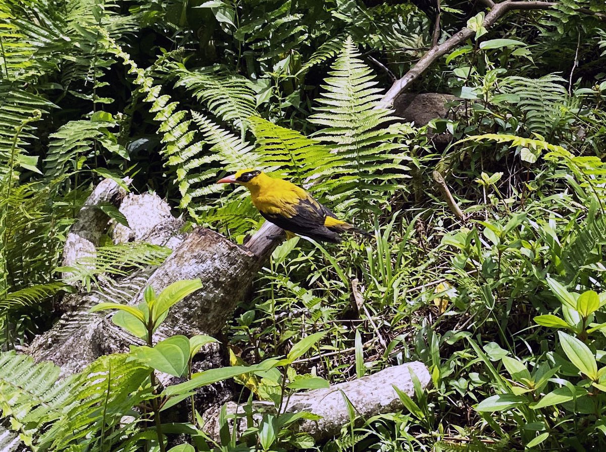 Kisah Kepodang dan Raja Perling Sulawesi di Momen Hari Kebangkitan Nasional ksdasulsel.menlhk.go.id/post/kisah-kep…