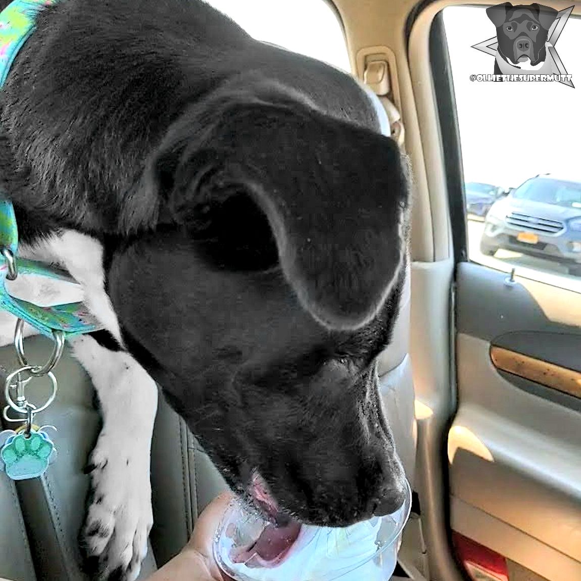 Happy Tongue Out Tuesday! Huge shout-out to the Mr Softee Ice Cream Man at Smith Point Beach who gave me a cup of free ice cream! It was delicious! 🐕🍦😋
.
-🐶-
.
#dogsoftwitter #dogsofinstagram #Twitterdogs #tongueouttuesday #tongueout #tot