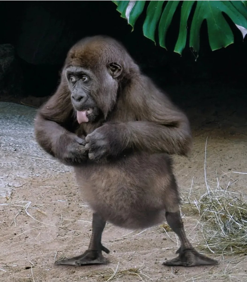 <a href="/CryptoZooCo/">CryptoZoo</a> My 1/1s are gonna be 🔥
🐧🦁 🦆🦍