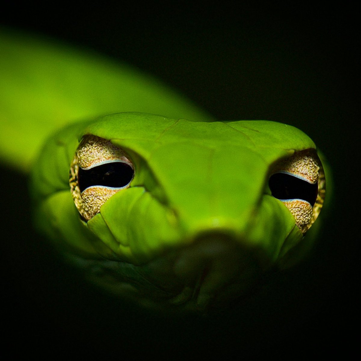 Look into my eyes. You are feeling ssssssleepy 🐍 A head-to-head with an Oriental Whip Snake.