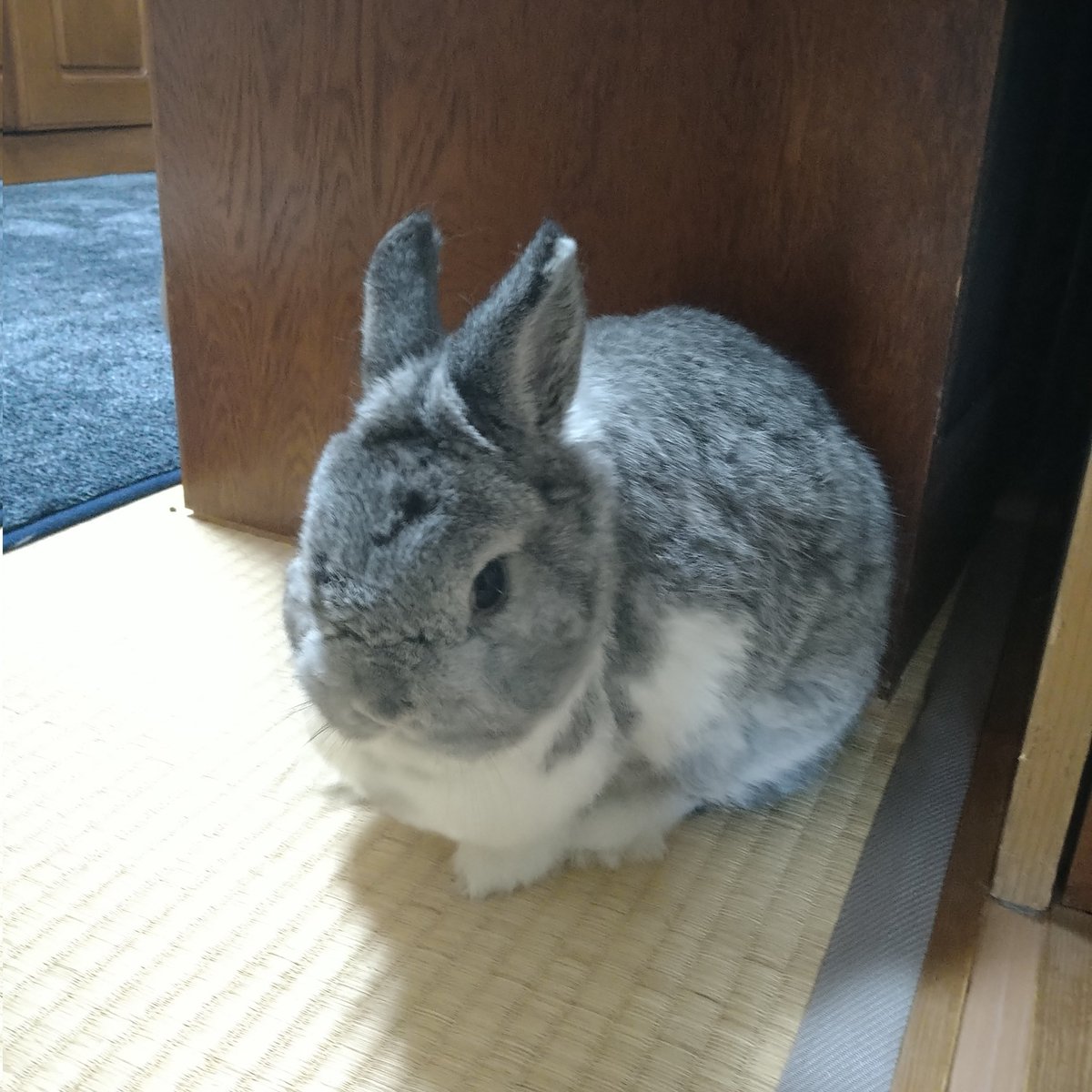 飼い主が会社行っちゃったから、黄昏れてる、、、🐇
リモート会議ﾃﾞﾀｶｯﾀ💻