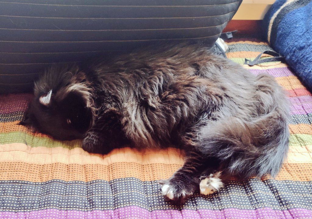 shebainpdx's tweet photo. @TheTinkVader @efilnikufsin Here ya go #ZipIN #floof https://t.co/r1Oz7WGozt
