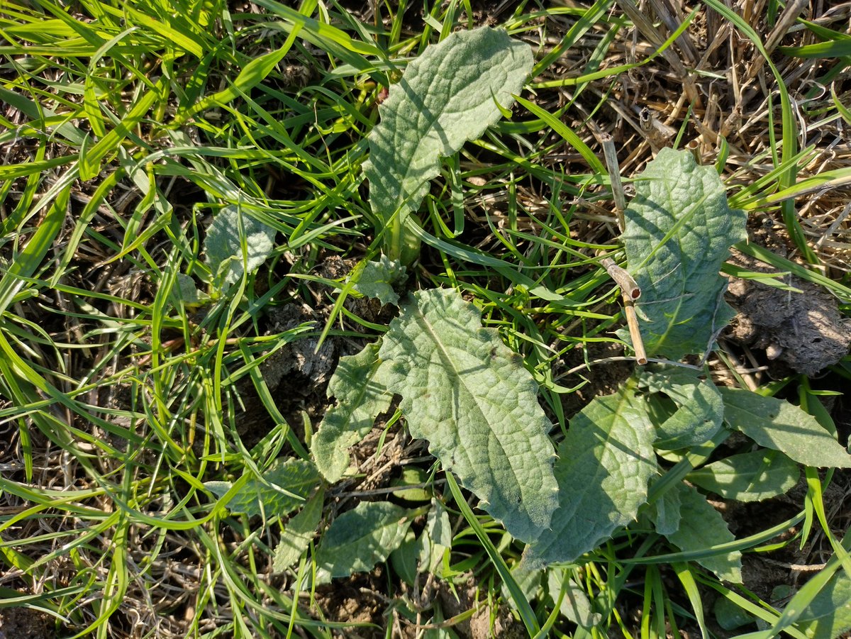 Recorriendo verdeos, sorpresa!