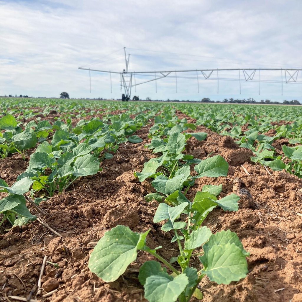 IKCaldwell's tweet photo. #cropwalkwednesday at Mathoura NSW this week devising a plan to grow a 5t/ha Roundup Ready canola crop under a lateral!

Who thinks we can do it and who can tell us which of the 16 elements are the most important to apply to reach our 5t/ha goal? https://t.co/t3ZwYZIU1F