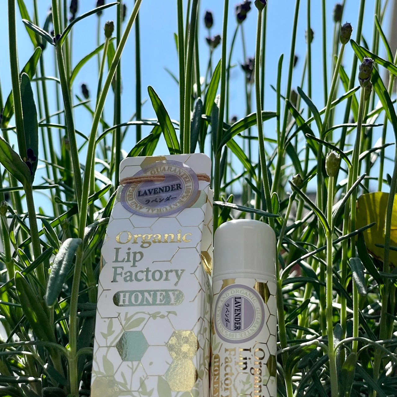 京都しゃぼんや オーガニック ハニーリップ ラベンダーの蜂蜜からできているリップクリームです 舐めると甘く ほんのりラベンダーが香ります 無添加リップなので安心してお使いください 防腐剤不使用 京都しゃぼんや 京都土産 蜂蜜