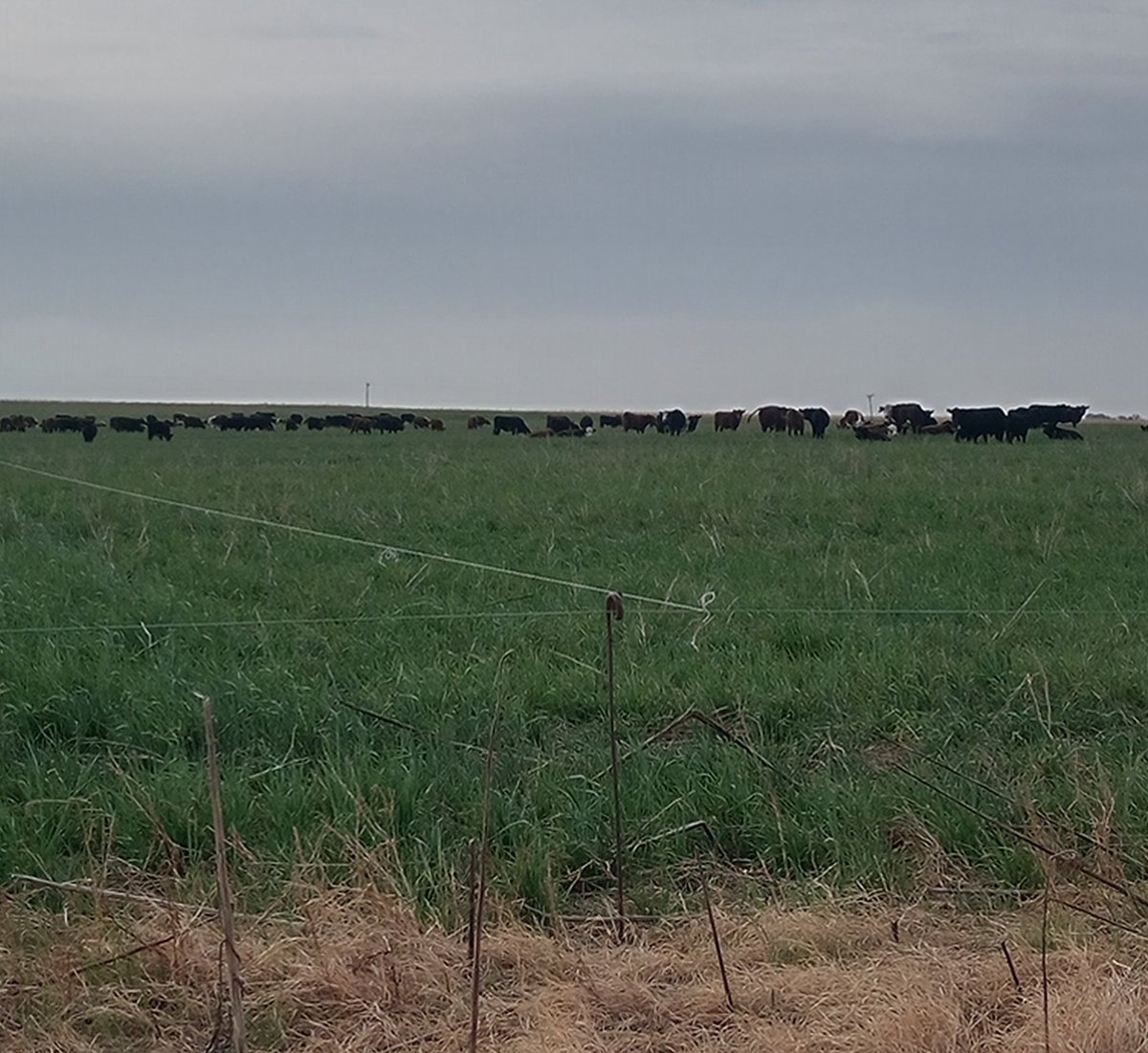 AgroIngenii's tweet photo. Animales pastoreando cultivos de servicios en integración ganadera. Sur de CBA. #covercops #integracionGanadera https://t.co/yJzDUSJGJC