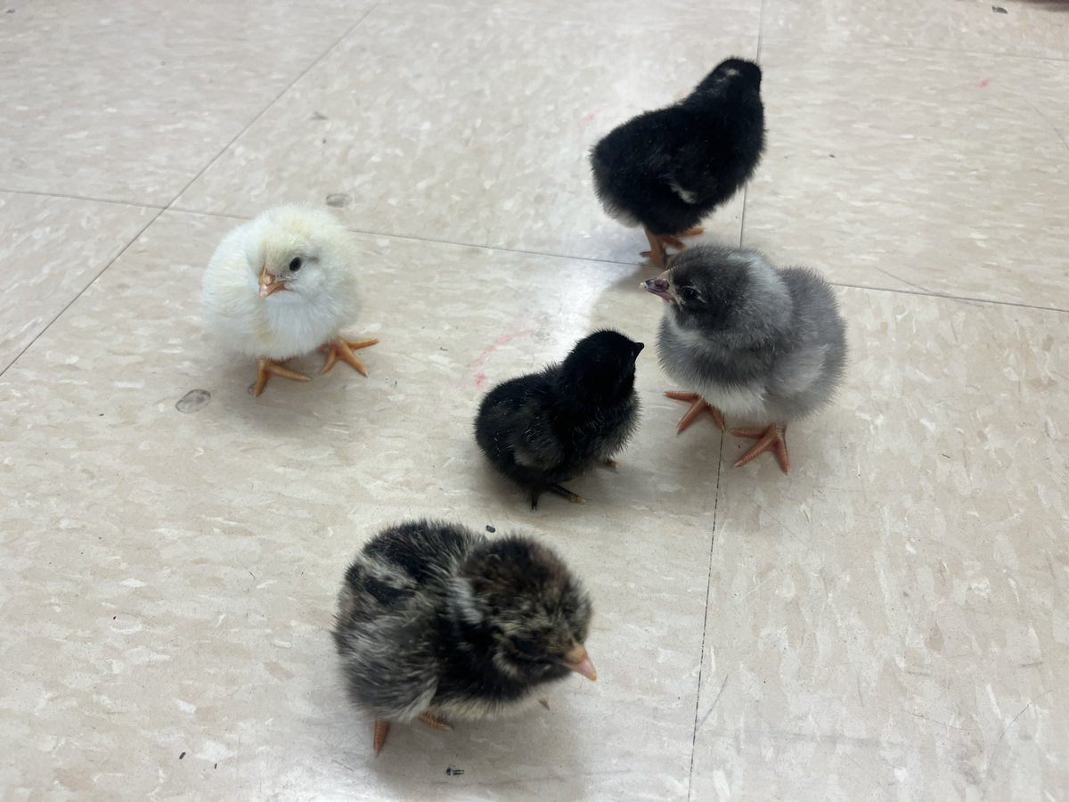 Angela Johnson tweet media