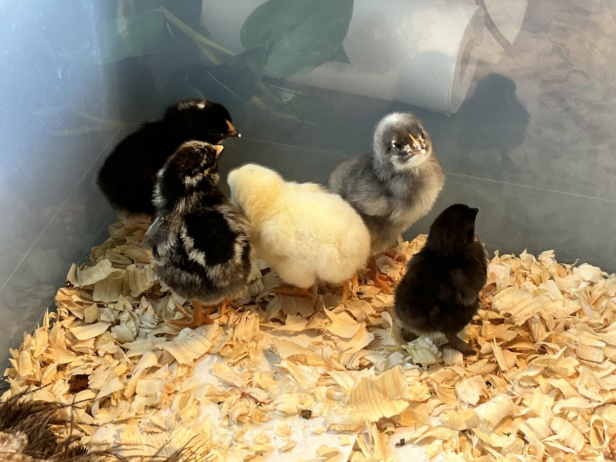 Angela Johnson tweet media