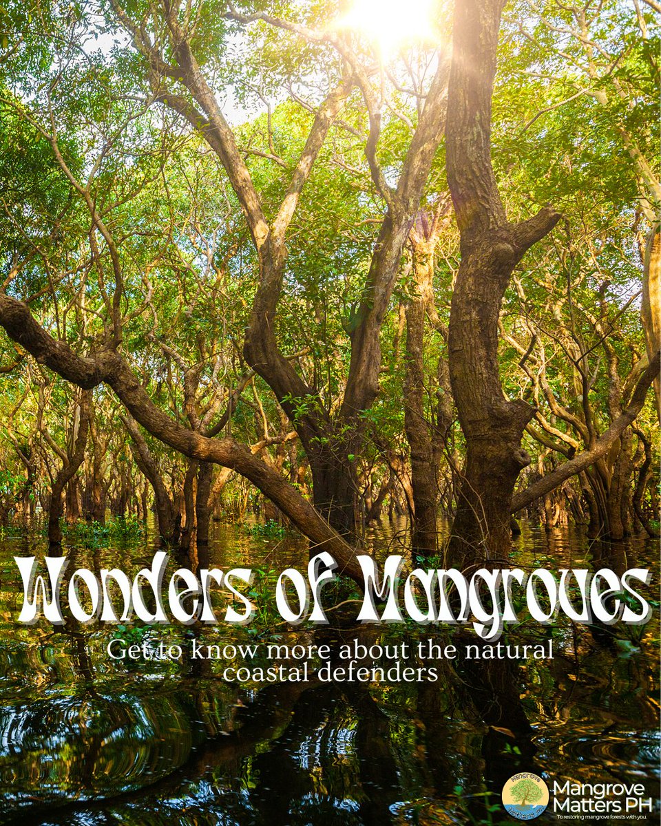 MangrovePh's tweet photo. Mangroves are among the most valued coastal habitats in the planet yet they are also one of the most threatened ecosystems.
Get to know more about our coastal defenders!
#MangrovesMatter #MMPH #Mangroves #BlueCarbon https://t.co/zuV2pIE9Pj