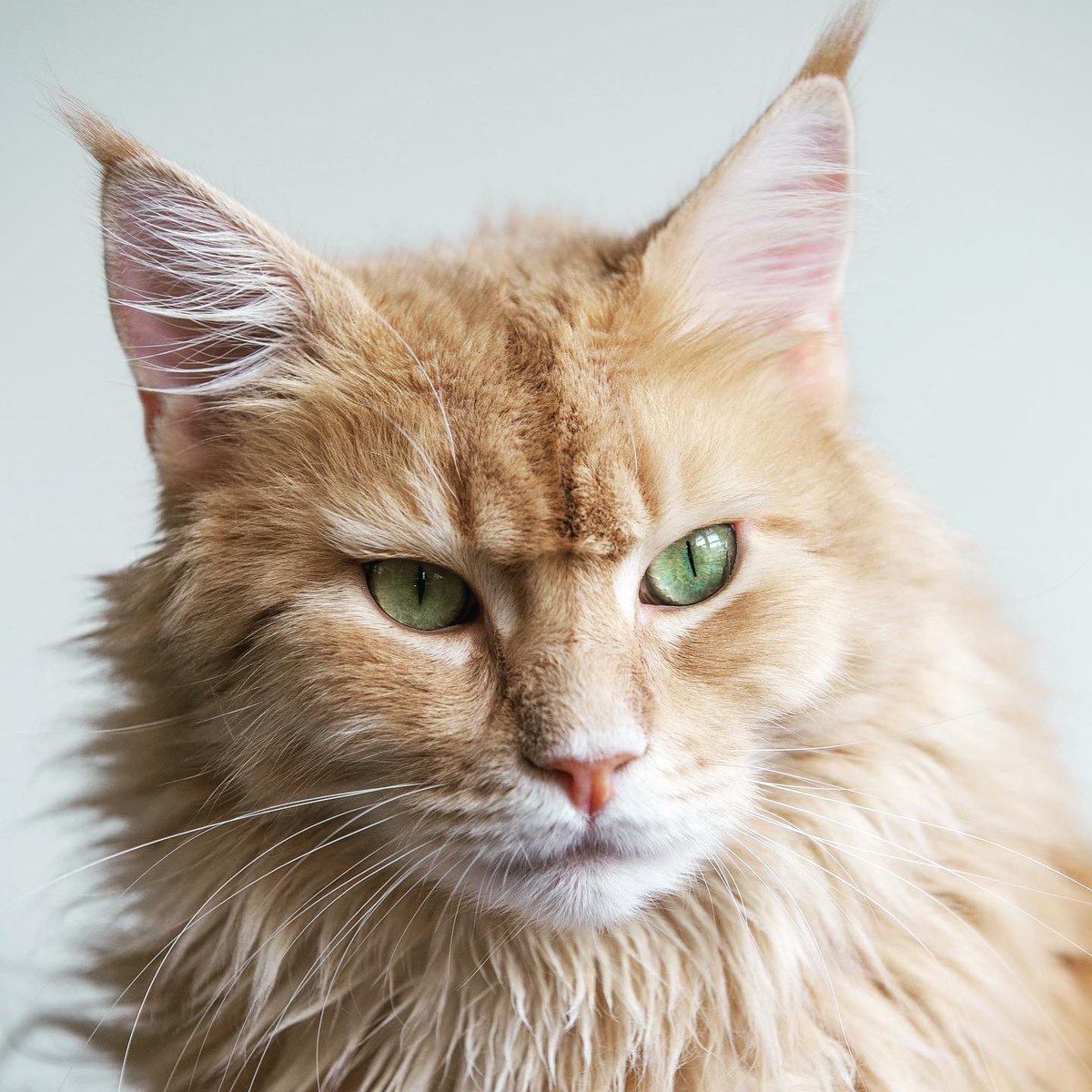 catloversfest's tweet photo. Warm up your petting hands... Pat-A-Cat is back π»with amazing breeds like this guy: the majestic Maine Coon.
A Cat Lover's dream come true! πππ
Pounce on tickets here: https://t.co/BgBMbCPOm6
#MelbourneCat #MelbourneCats #CatsOfMelbourne #Melbourne #MCEC #CatLoversShow https://t.co/n9H7zMhTg3