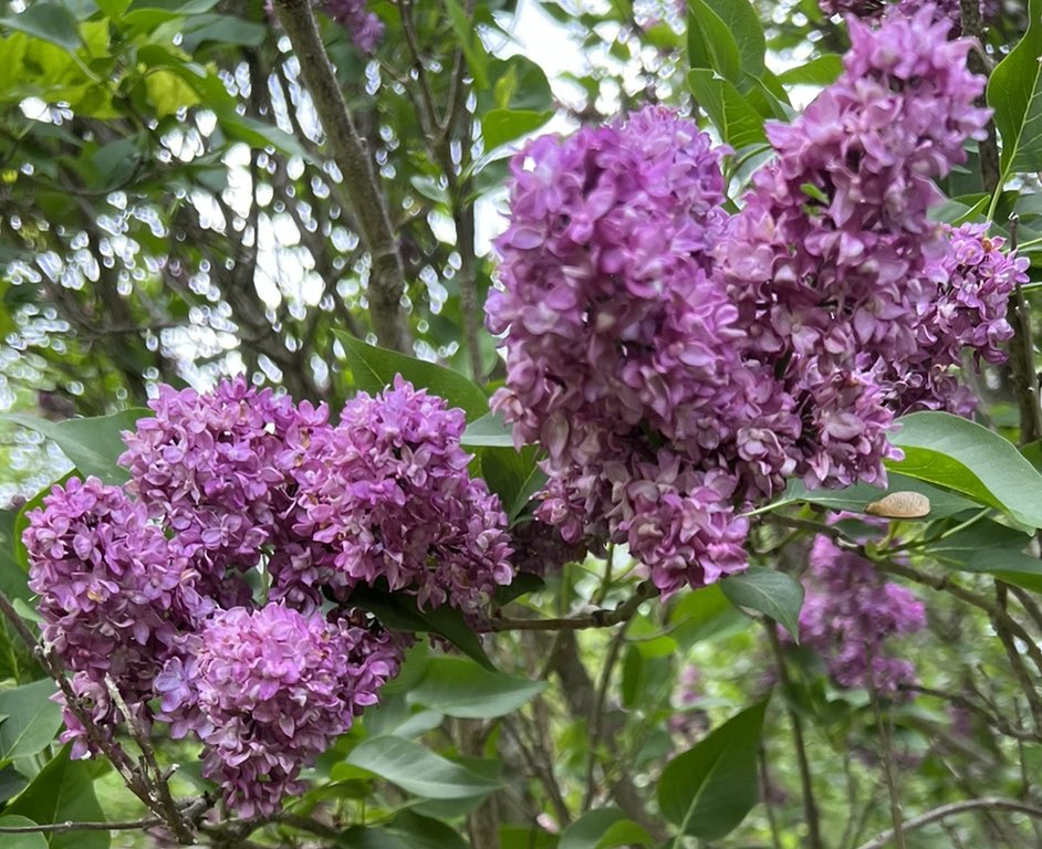 protectwoman88's tweet photo. Amazing fragrance from the lilac bush! #lilacs #womenriseup #dontstopme #yoursafe https://t.co/UjAqyxjKbp