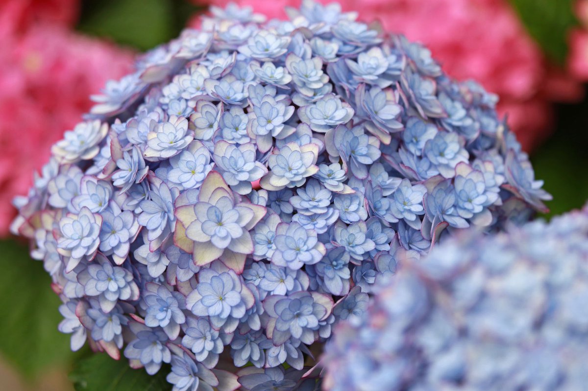 アジサイ 加茂荘花鳥園オリジナルブランド KAMOセレクション 品種紹介