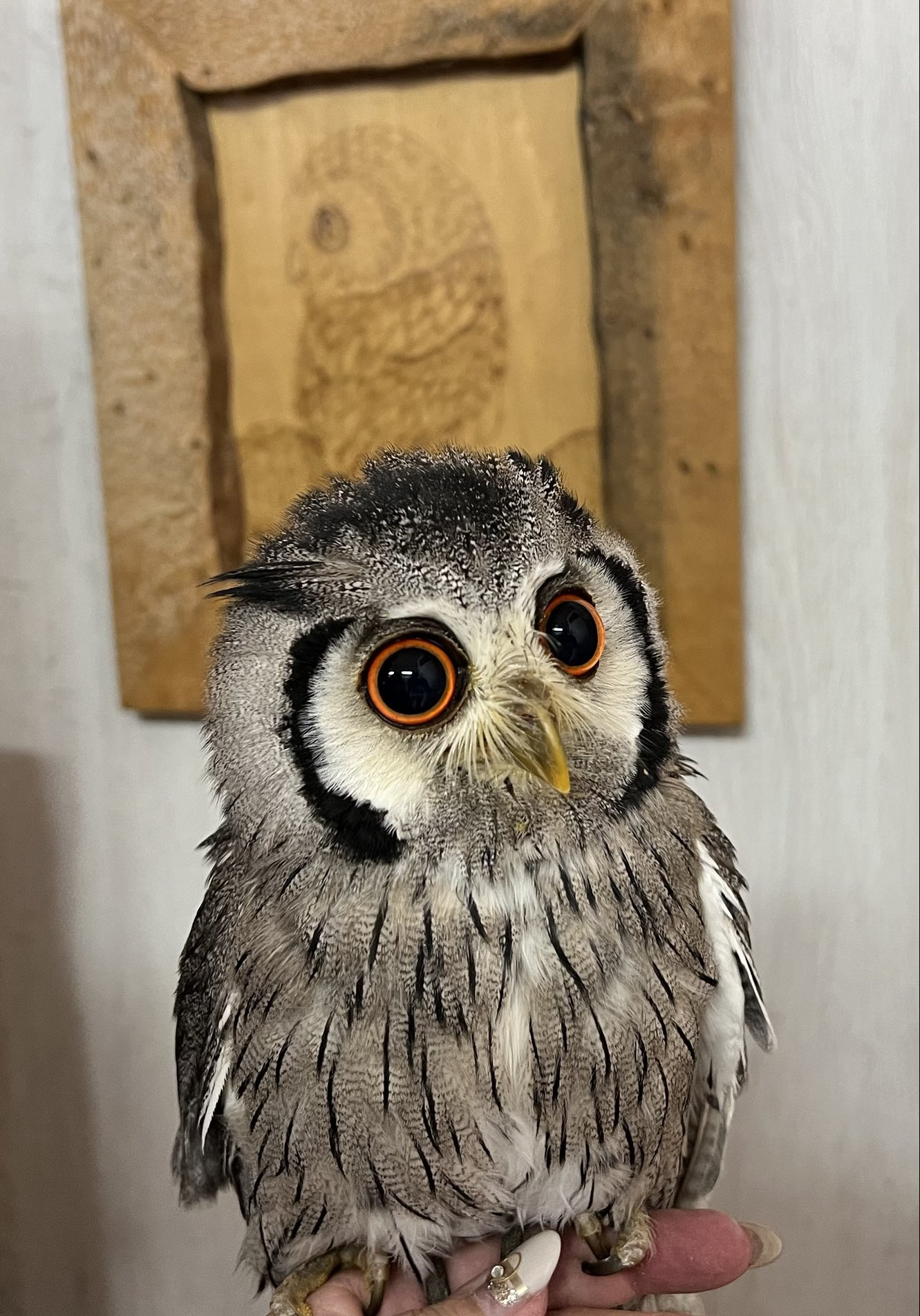 Country ｏwl Owl Countryowl Twitter