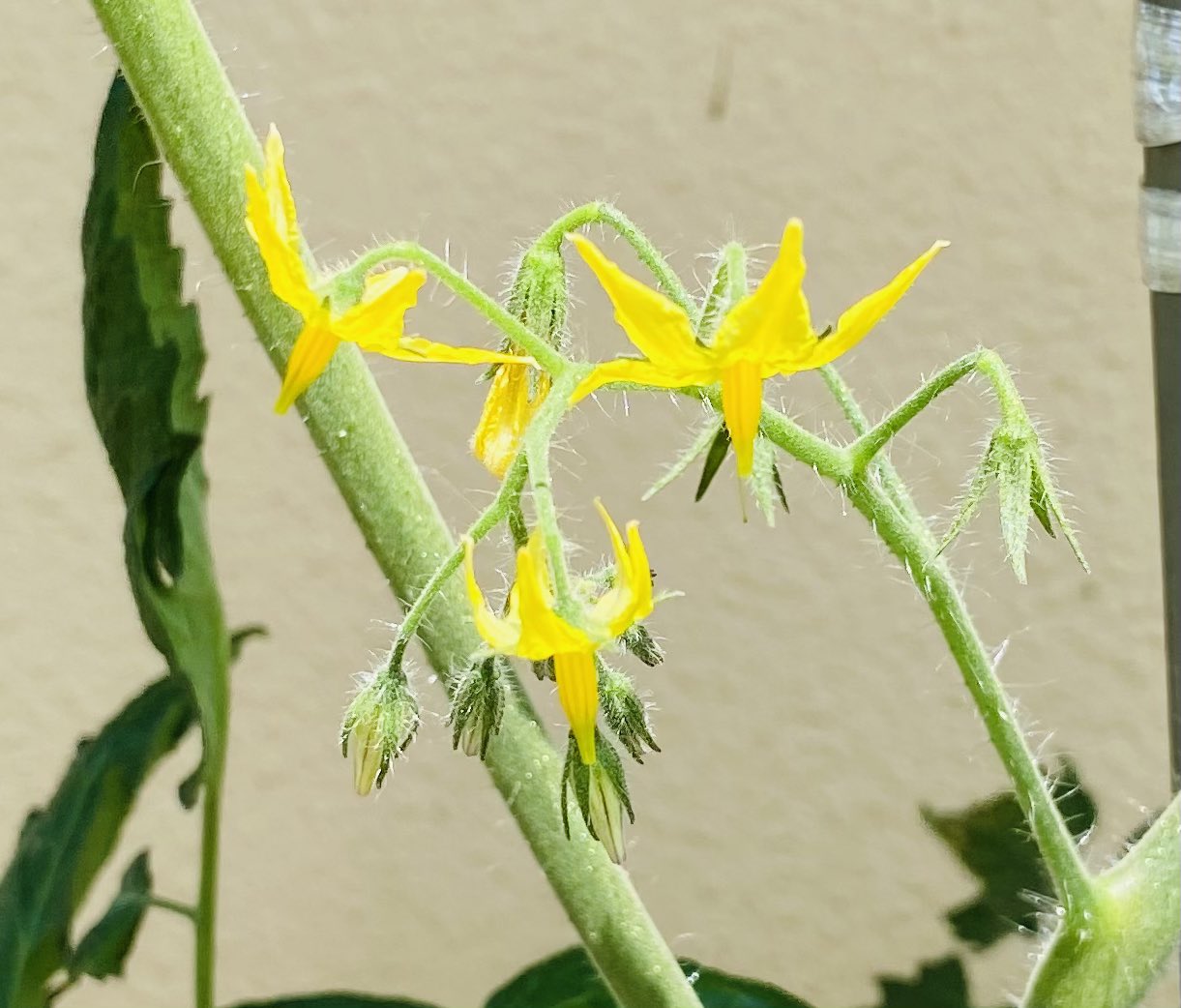 تويتر 心地よく生きる على تويتر ウチのミニトマト 花が咲いています 美味しい実になりますように T Co Ij4kjkav7l