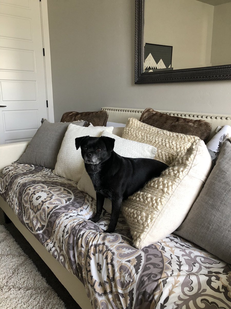csumm's tweet photo. @darth Butts on pillows - the best way to sit and watch mom work https://t.co/WBl6xLNNTn
