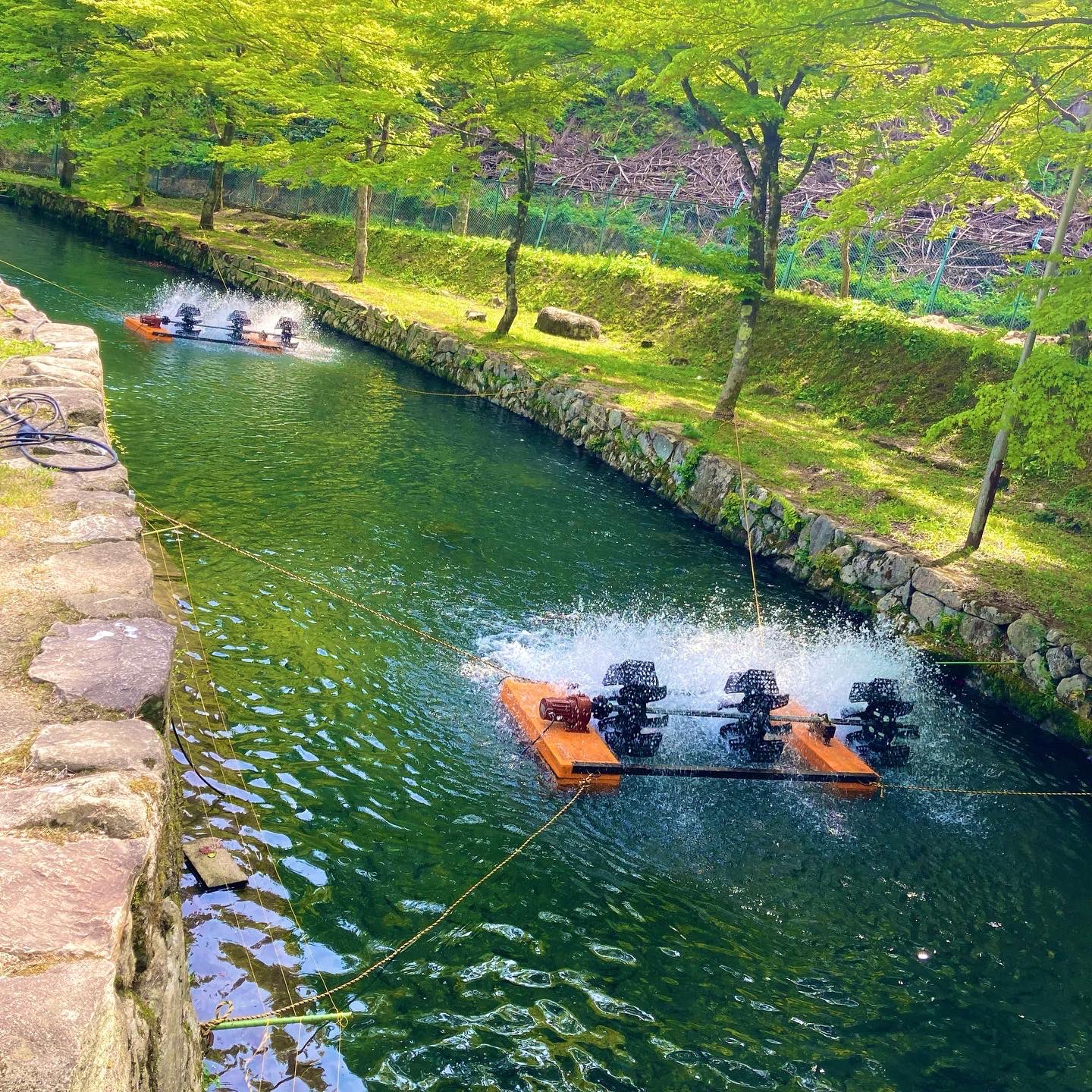 大暮養魚場 公式 Ooguresakana Twitter