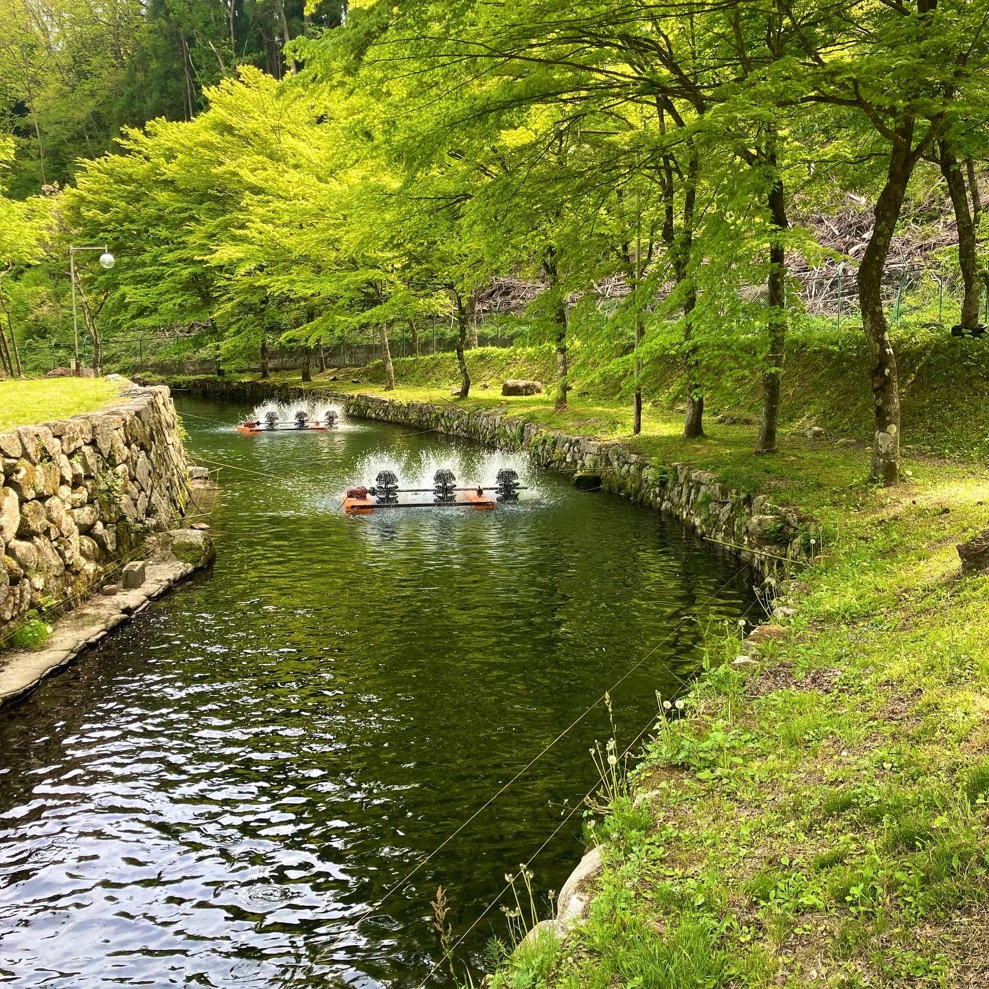 大暮養魚場 公式 Ooguresakana Twitter
