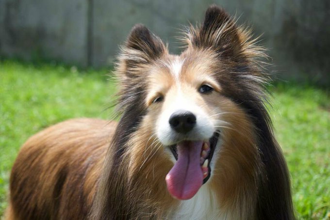 Shetlandsのtwitterイラスト検索結果