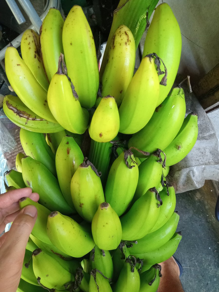 New harvest 🍌 #banana